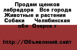 Продам щенков лабрадора - Все города Животные и растения » Собаки   . Челябинская обл.,Озерск г.